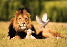BALAK – Colombe, agneau ou lion ?